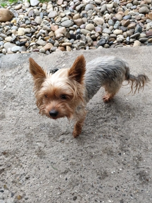 *SUSI* - Lieb, aufgeschlossen, fröhlich, neugierig, verkuschelt