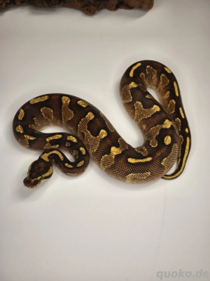 1.0 Super Asphalt Königspython 