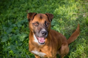 *ABBI* Zugänglich, aktiv, neugierig. Der Rüde sucht eine liebevolle Familie mit Garten Bild 3