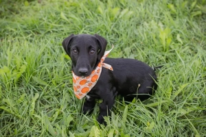 Welpe *ROSALIE* Ich bin eher ruhig und bedächtig und wünsche mir eine liebe Familie mit Körbchen