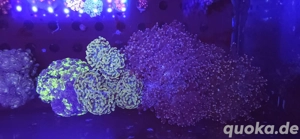 Bis zu 25%!!! Acropora, Euphyllia, Goniopora, LPS, SPS, Zoas, Korallen, Meerwasser Bild 7