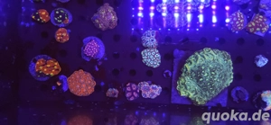 25% bis 25.01.! Euphyllia, Goniopora, LPS, SPS, Zoas, Korallen, Meerwasser