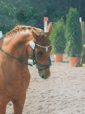 Freizeitreiten und Hobby