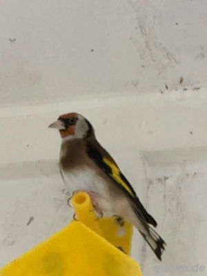 Parva Stieglitze (Naturfarbe)   beringt & mit Herkunftsnachweis Bild 4