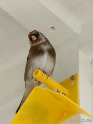 Parva Stieglitze (Naturfarbe)   beringt & mit Herkunftsnachweis Bild 3