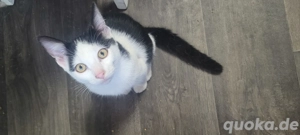 EKH schmuse kater such Dich   