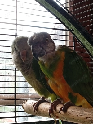 Mohrenkopf u.Mönchsittich abzugeben