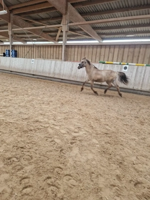 Verpachte Pferde und Ponys