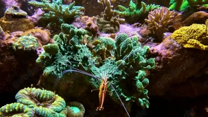 Korallenableger- Grüne Pavona cactus Steinkoralle