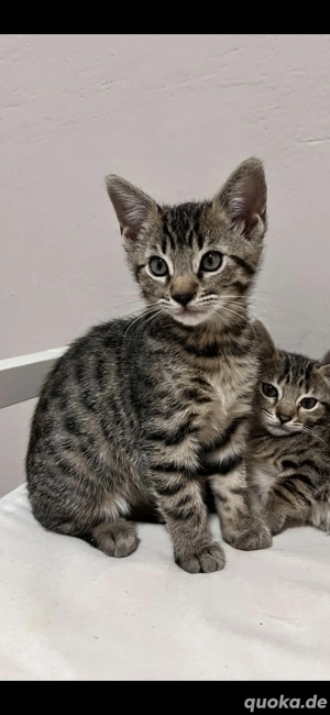 Süsse Bengal-Mix - Kätzchen