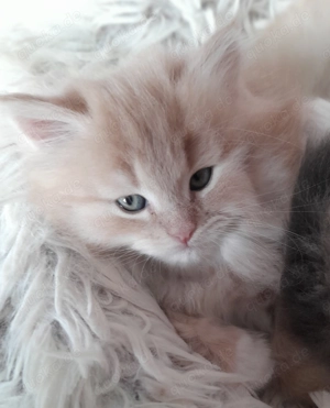 Sibirientaigas - über 25 Jahre Sibirische Katzen Bild 2