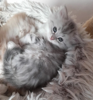 Sibirientaigas - über 25 Jahre Sibirische Katzen Bild 4