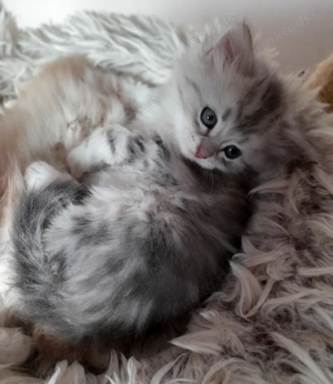 Sibirientaigas - über 25 Jahre Sibirische Katzen Bild 5