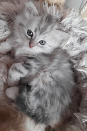 Sibirientaigas - über 25 Jahre Sibirische Katzen Bild 6