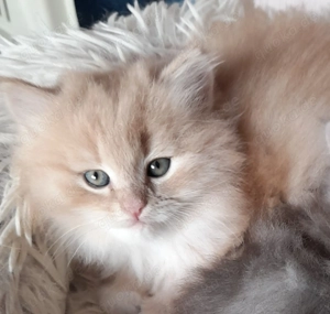 Sibirientaigas - über 25 Jahre Sibirische Katzen Bild 8