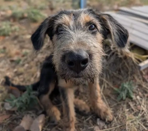 Alfo, geb. ca. 04 2025, lebt in GRIECHENLAND, im städt. Tierheim Serres  Bild 6