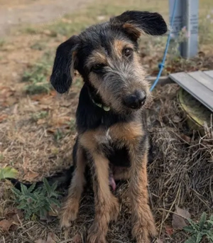 Alfo, geb. ca. 04 2025, lebt in GRIECHENLAND, im städt. Tierheim Serres  Bild 9