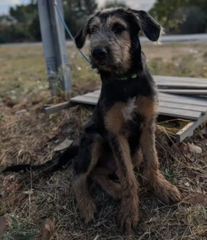 Alfo, geb. ca. 04 2025, lebt in GRIECHENLAND, im städt. Tierheim Serres  Bild 2