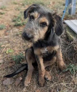 Alfo, geb. ca. 04 2025, lebt in GRIECHENLAND, im städt. Tierheim Serres  Bild 10
