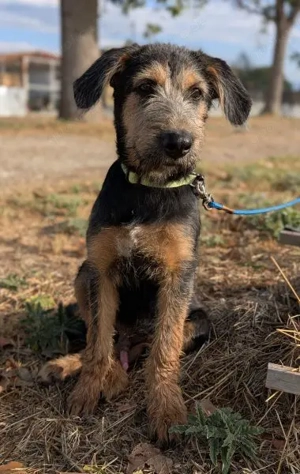 Alfo, geb. ca. 04 2025, lebt in GRIECHENLAND, im städt. Tierheim Serres  Bild 4
