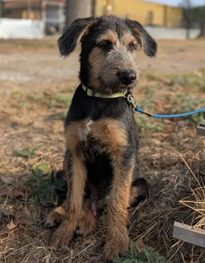 Alfo, geb. ca. 04 2025, lebt in GRIECHENLAND, im städt. Tierheim Serres  Bild 8