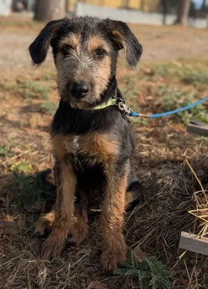 Alfo, geb. ca. 04 2025, lebt in GRIECHENLAND, im städt. Tierheim Serres  Bild 3