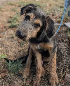 Alfo, geb. ca. 04 2025, lebt in GRIECHENLAND, im städt. Tierheim Serres  Bild 5