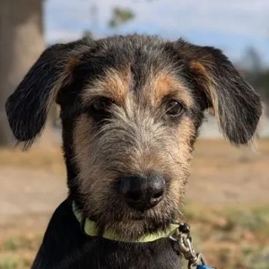 Alfo, geb. ca. 04 2025, lebt in GRIECHENLAND, im städt. Tierheim Serres 