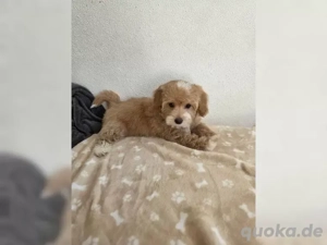 Maltipoo Welpen