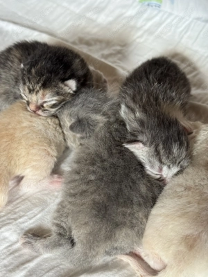 Perser Chinchilla Mix Katzenbabys Kitten