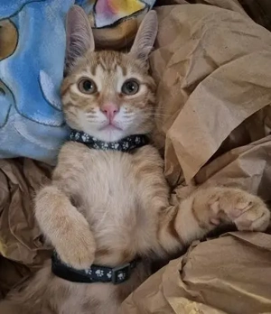 Kleiner Schmuser Baywatch sucht Zuhause zum festkuscheln oder kuschelige Pflegestelle