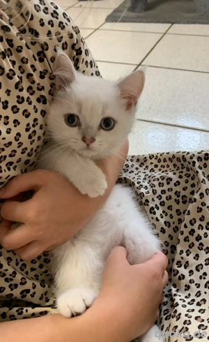 BKH Kitte silver Männchen abgabebereit  Bringservice