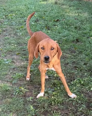  Hübscher Clyde ist auf der Suche nach dem Glück  Bild 8