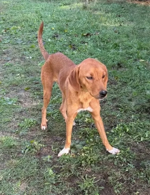  Hübscher Clyde ist auf der Suche nach dem Glück  Bild 2