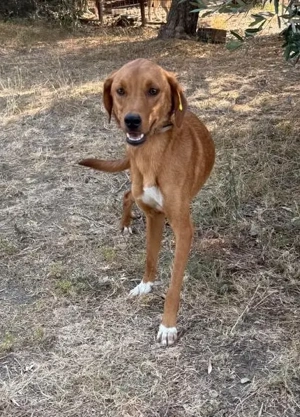  Hübscher Clyde ist auf der Suche nach dem Glück  Bild 6