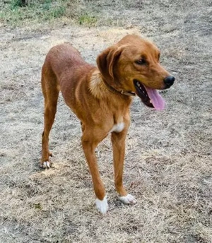  Hübscher Clyde ist auf der Suche nach dem Glück  Bild 4