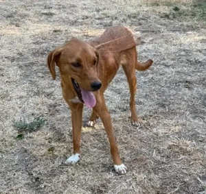  Hübscher Clyde ist auf der Suche nach dem Glück  Bild 5