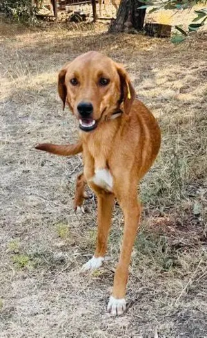  Hübscher Clyde ist auf der Suche nach dem Glück  Bild 3