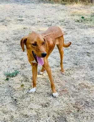  Hübscher Clyde ist auf der Suche nach dem Glück  Bild 7