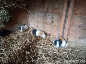 Meerschweinchen Böcke abzugeben!