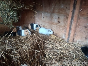 Meerschweinchen Böcke abzugeben!