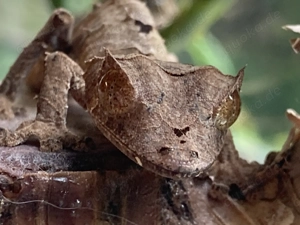 Hannover 9.11. Uroplatus ebenaui 1.1