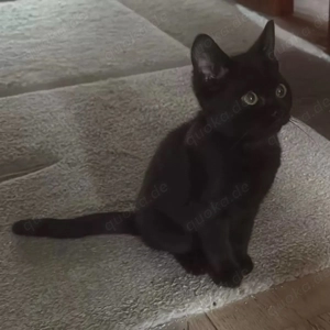 Britisch Kurzhaar Kitten, wunder schön und gesund