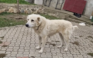 Kuschelige Chanel sucht ihre Menschen