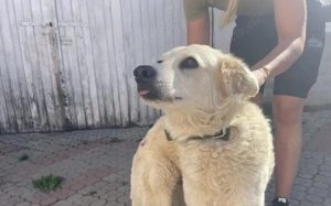 Kuschelige Chanel sucht ihre Menschen Bild 10