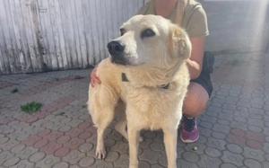 Kuschelige Chanel sucht ihre Menschen Bild 9