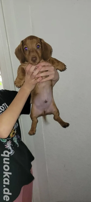 Dackelwelpen ( Dachshund )