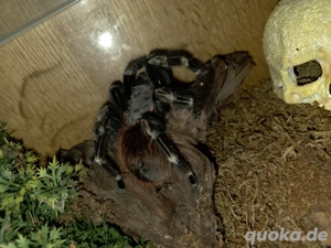 Vogelspinne sammlung abzugeben 