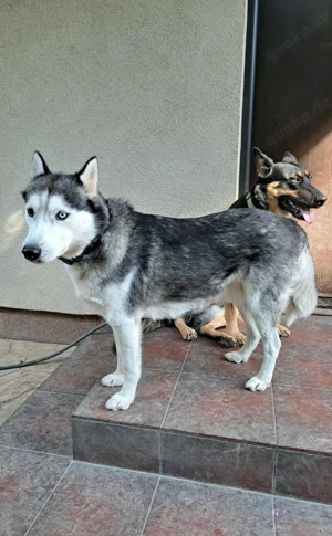 Rust, lieber Husky sucht neues Zuhause