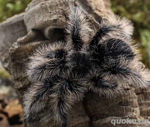 Tliltocatl albopilosus